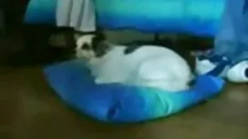 美しい十代のほかに食べる花嫁と名誉の猫の ...